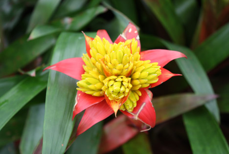 photo, Tropical Flower